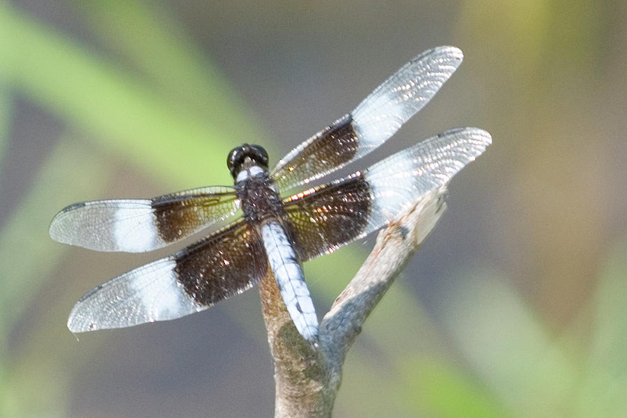 White Tail Skimmer Photograph by Michael Barry | Fine Art America