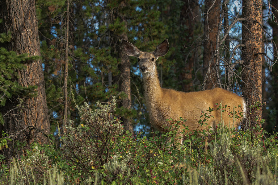White-Tail Doe In Yellowstone Photograph by Yeates Photography