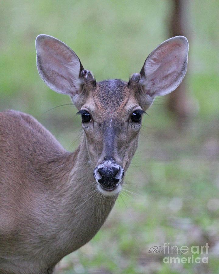 White Tail Young Buck Closeup Photograph by Dodie Ulery