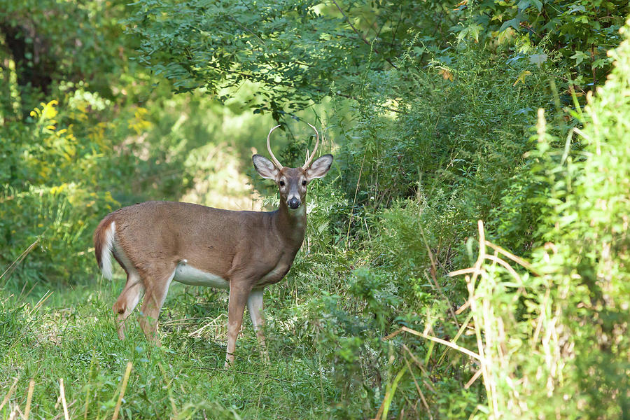 White-tailed Buck Photograph by Erin Cadigan