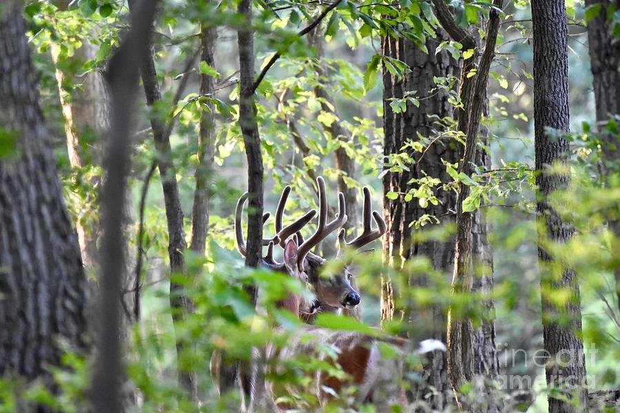 White-tailed Bucks In Forest Photograph