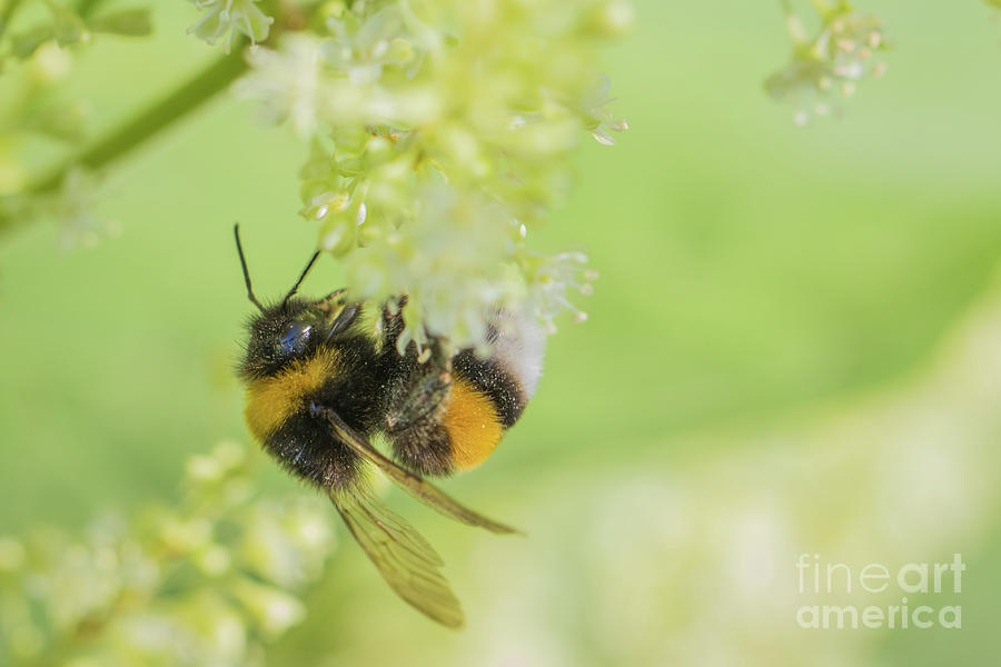 White-tailed bumblebee - Bombus lucorum Photograph by Jivko Nakev