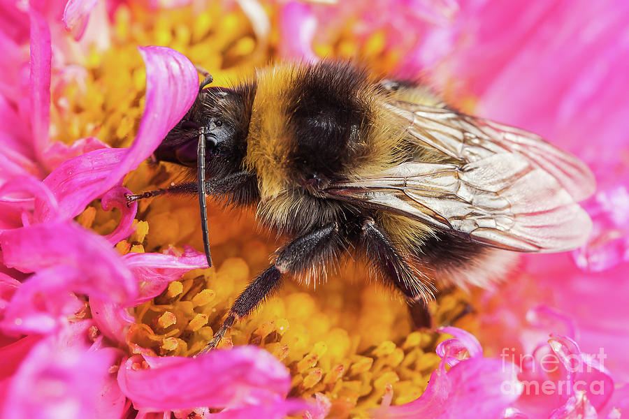 White tailed bumblebee macro sat on a pink Aster Photograph by Simon Bratt