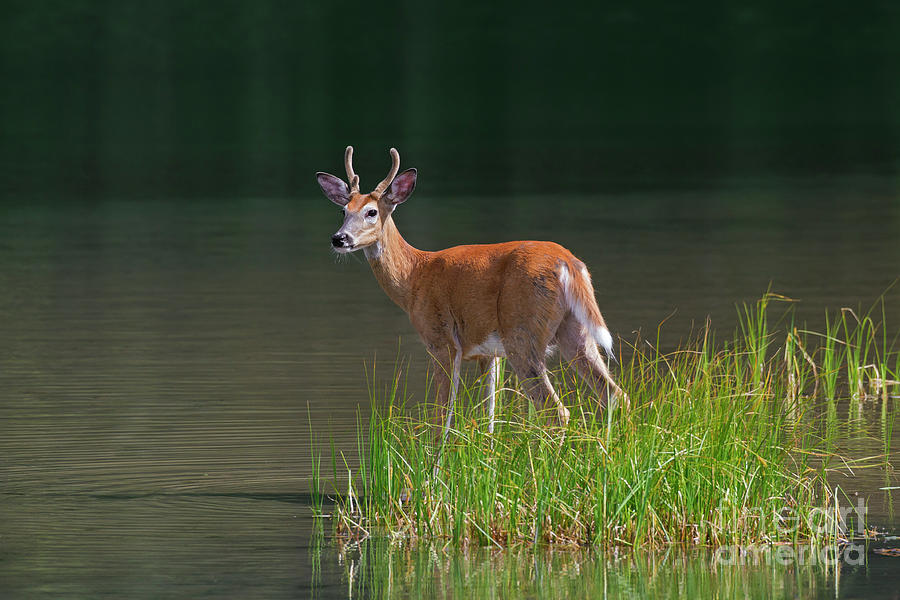 White-tailed deer Photograph by Arterra Picture Library