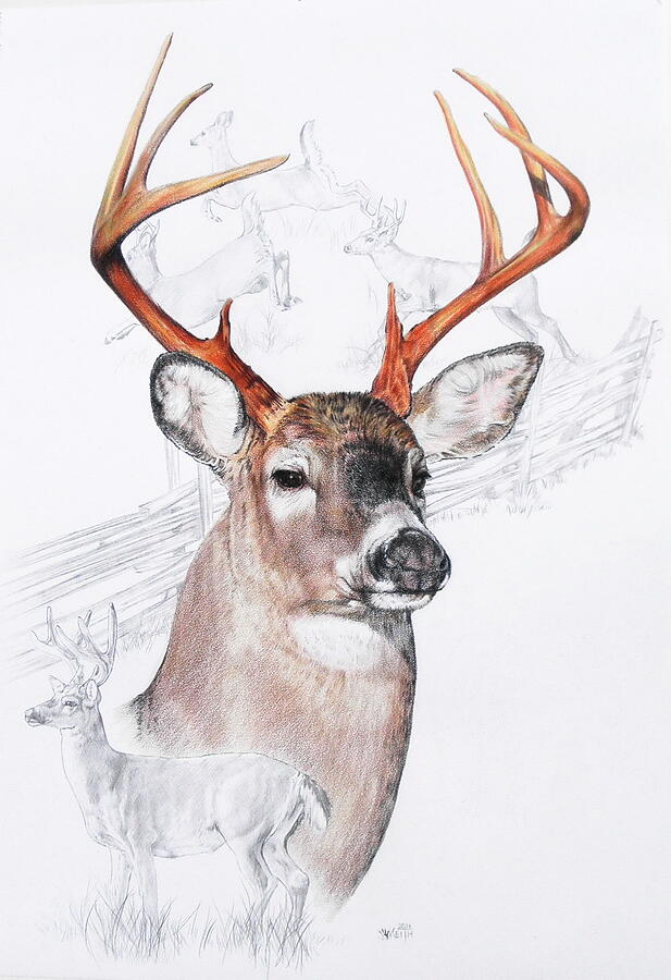 White-Tailed Deer  Mixed Media by Barbara Keith