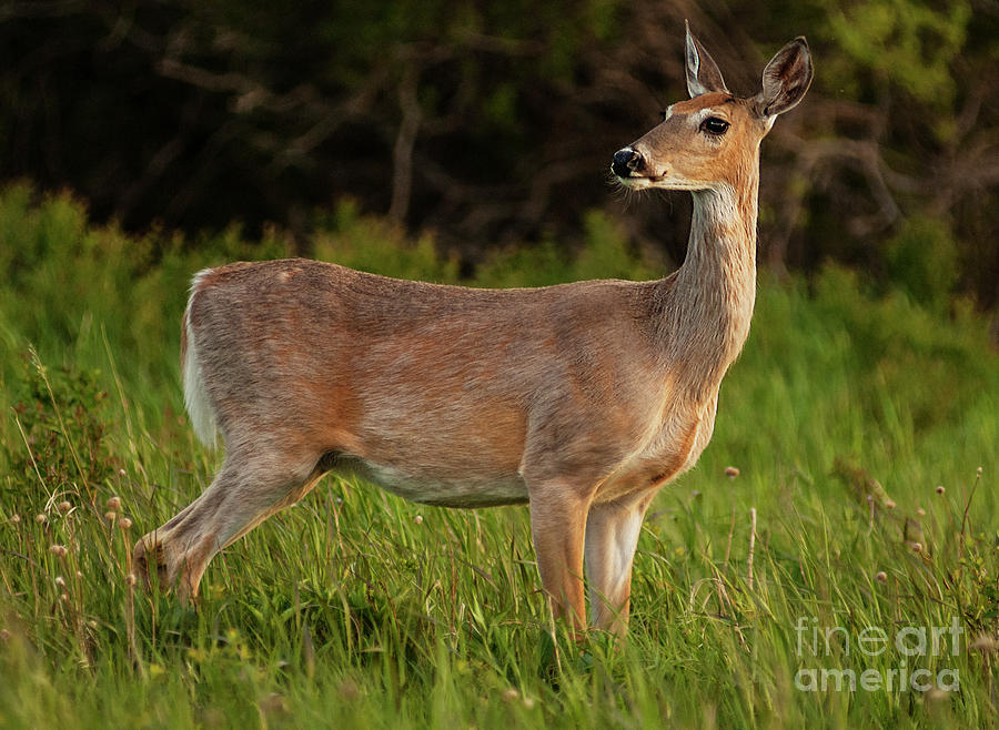 Deer Photograph - White-Tailed Deer by Bob Christopher