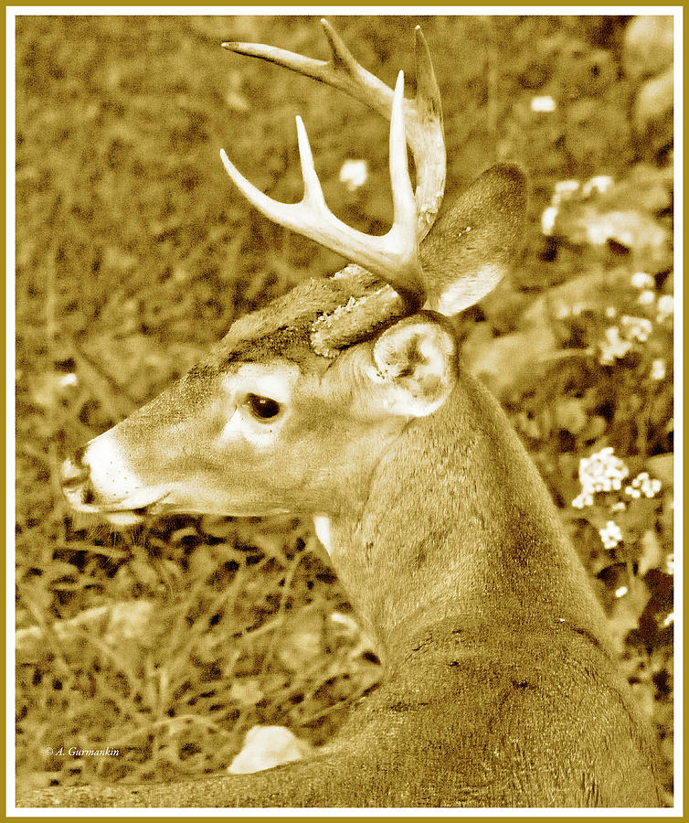White-tailed Deer Buck Photograph by A Macarthur Gurmankin