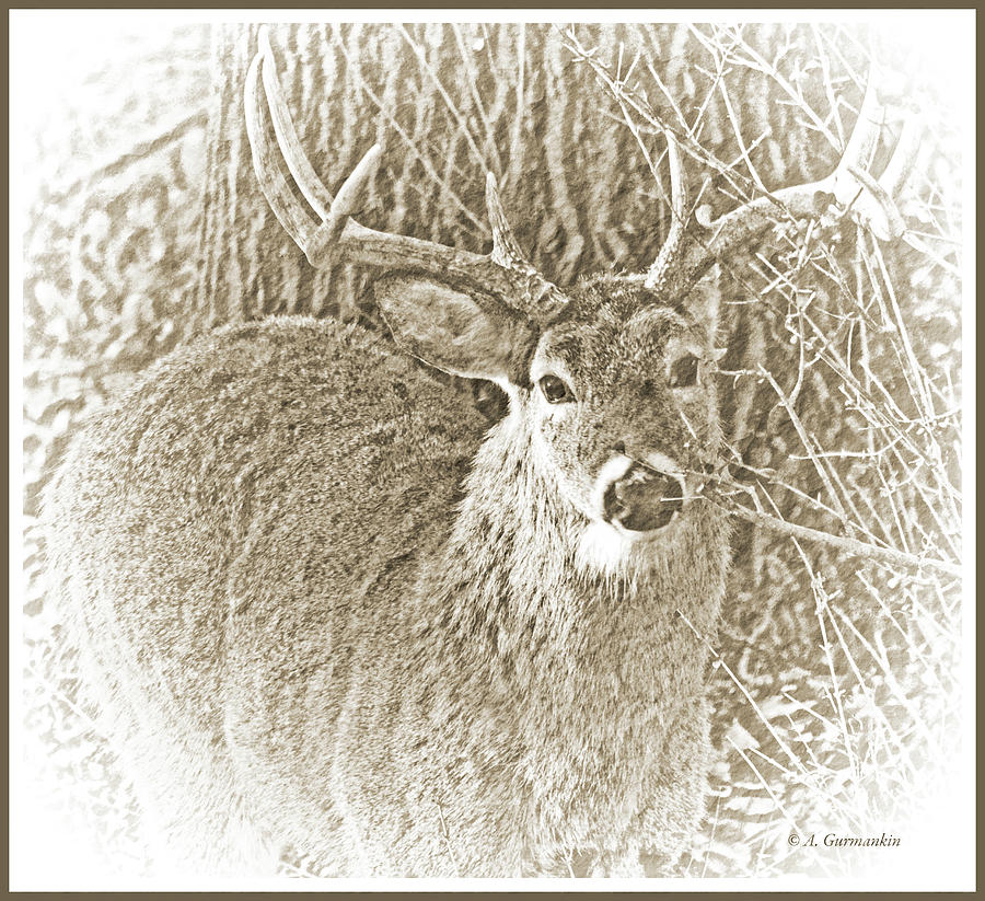 White-tailed Deer Buck, Animal Portrait Photograph by A Macarthur Gurmankin