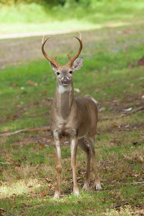 White-tailed Deer Buck Photograph by Erin Cadigan