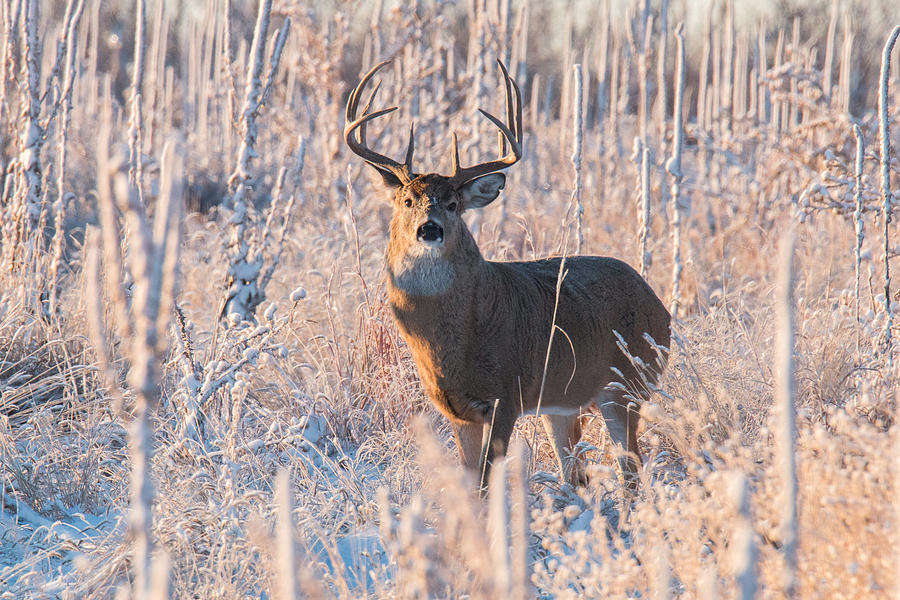 White-tailed Deer Buck in the Fresh Snow Photograph by Tony Hake