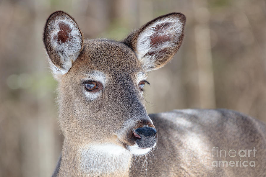 White-tailed Deer - Cerf de Virginie Photograph by Nature and Wildlife Photography