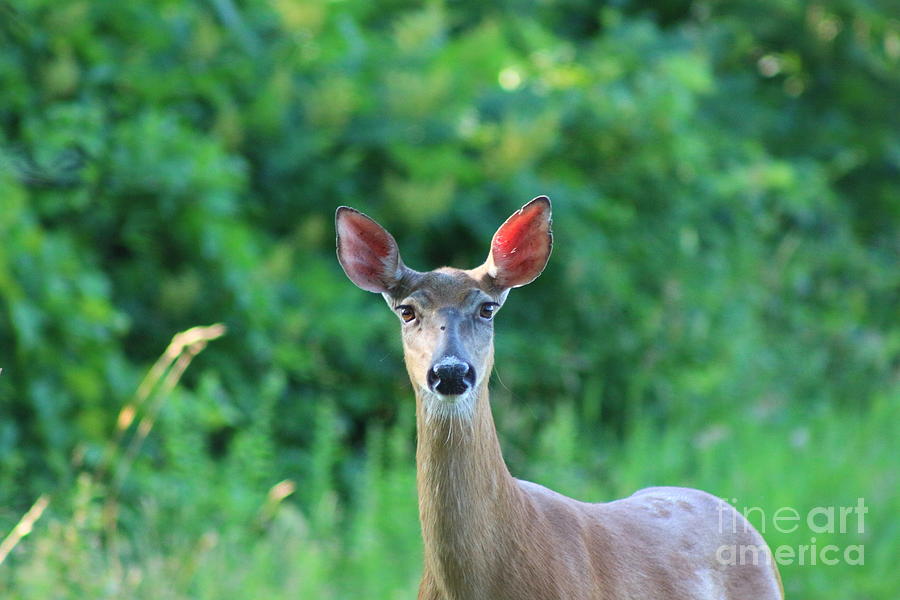 White-Tailed Deer Close Encounter  Photograph by Neal Eslinger
