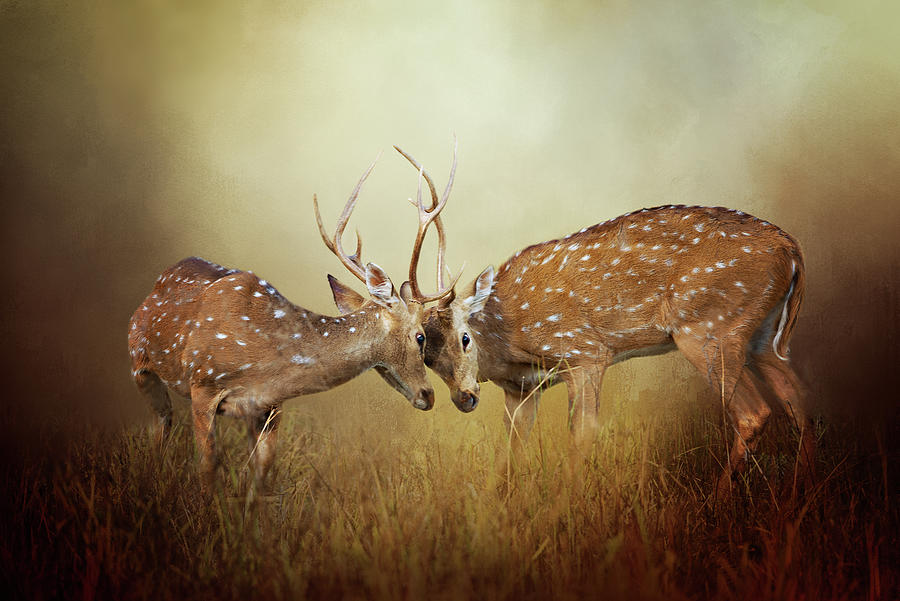 Two White-tailed Deer Bucks Locking Antlers During A Sparring Match Digital Art