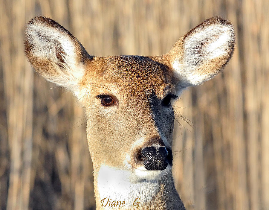 White-tailed Deer Photograph by Diane Giurco