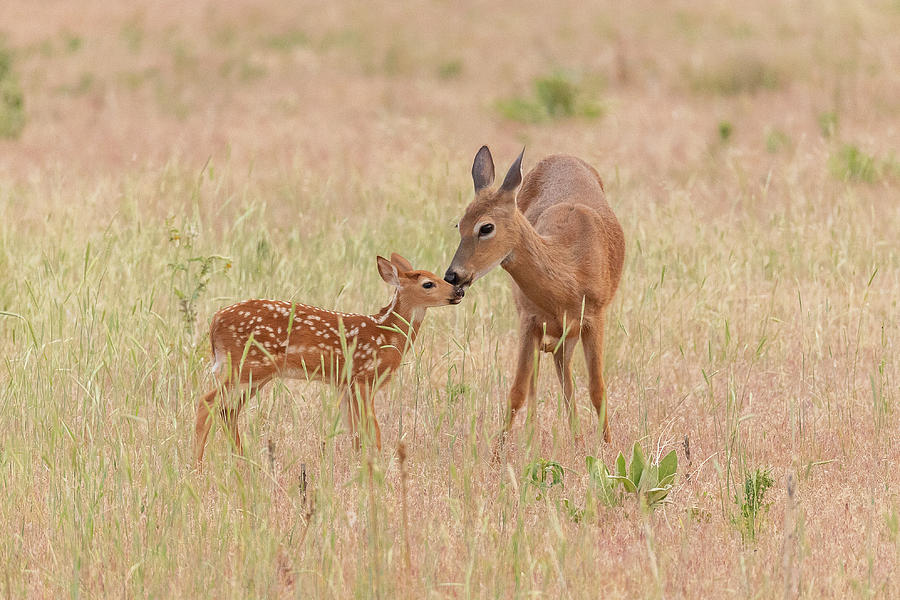 White-tailed Deer Doe and Fawn Photograph by Tony Hake