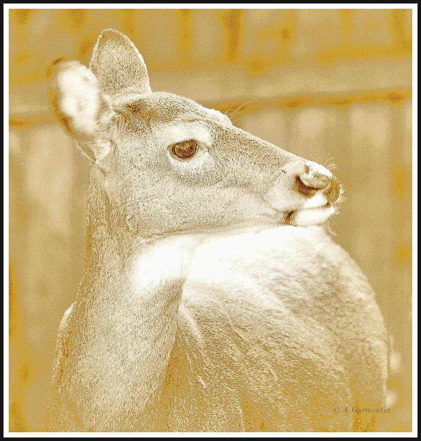 White-tailed Deer Doe, Animal Portrait Photograph by A Macarthur Gurmankin