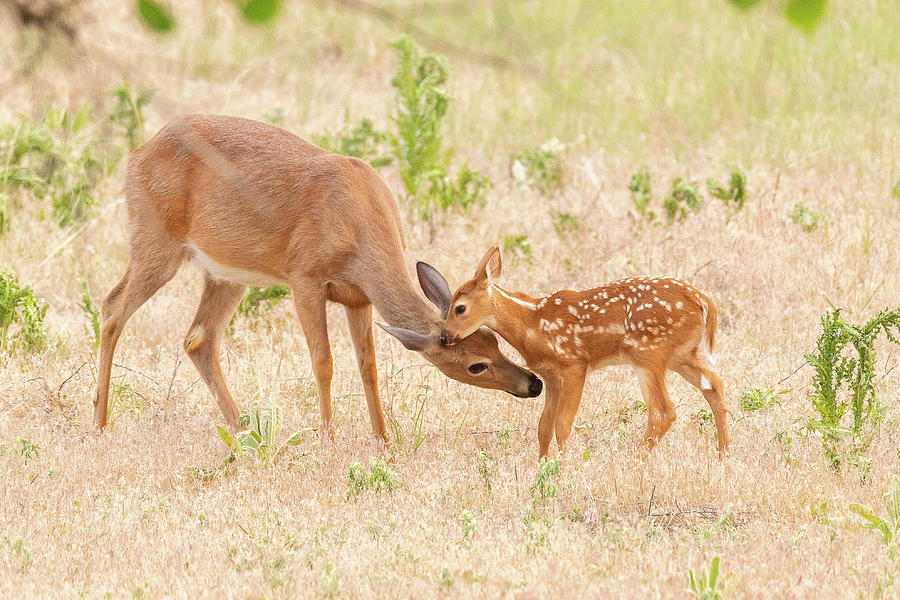 White-tailed Deer Doe Cleans Her Fawn Photograph by Tony Hake