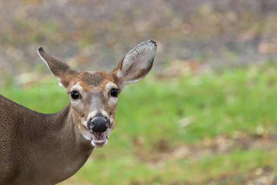 White-tailed Deer Doe  Photograph by Erin Cadigan
