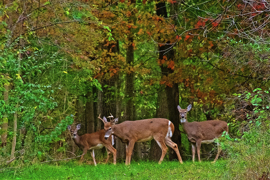White-tailed Deer Family  near Rogue River and Rogue River Boardwalk in Rockford, Michigan  Photograph by Ruth Hager
