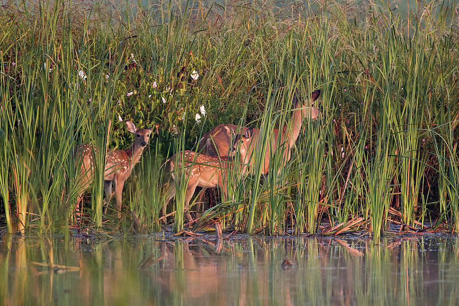 White-tailed Deer Family Photograph by Ronnie Maum