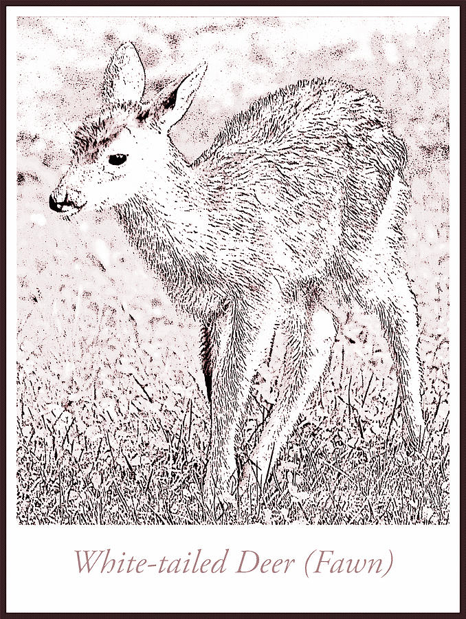 White tailed Deer Fawn Digital Art by A Macarthur Gurmankin