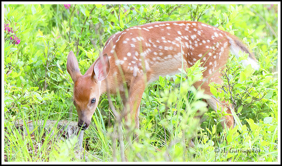 White-tailed Deer Fawn Foraging in Meadow Photograph by A Macarthur Gurmankin