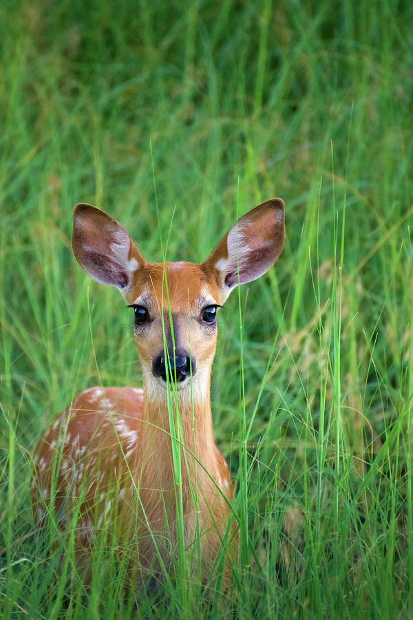 White-tailed Deer Fawn In Grass Photograph by John De Bord