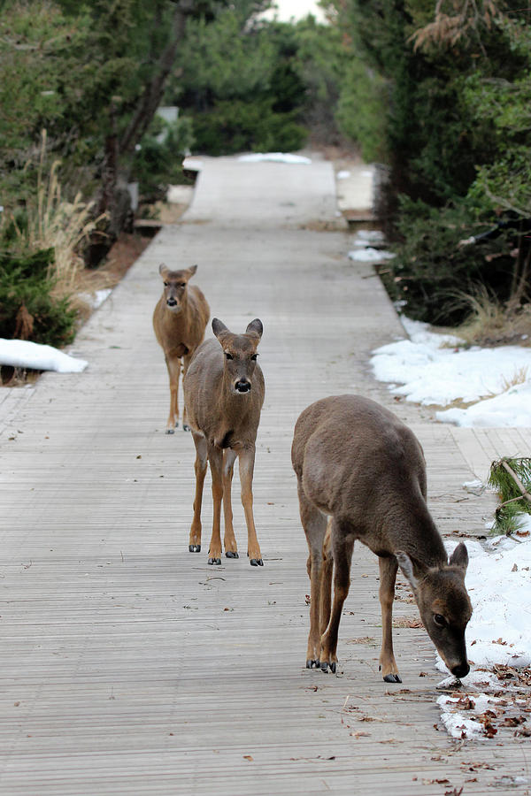 White Tailed Deer Fire Island New York Photograph by Bob Savage