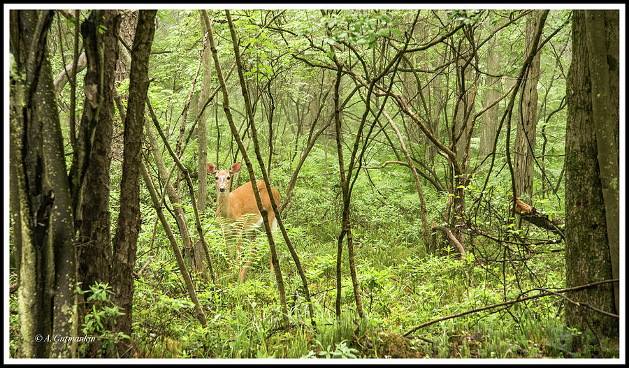 White-tailed Deer in a Pennsylvania Forest Photograph by A Macarthur Gurmankin