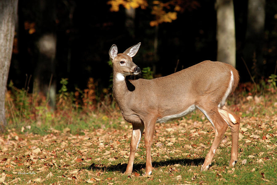 White Tailed Deer In Autumn Photograph by Christina Rollo