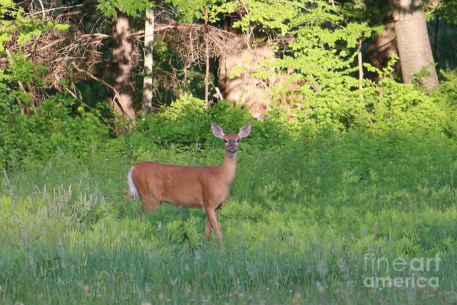 White Tailed Deer in Field Meadow  Photograph by Neal Eslinger
