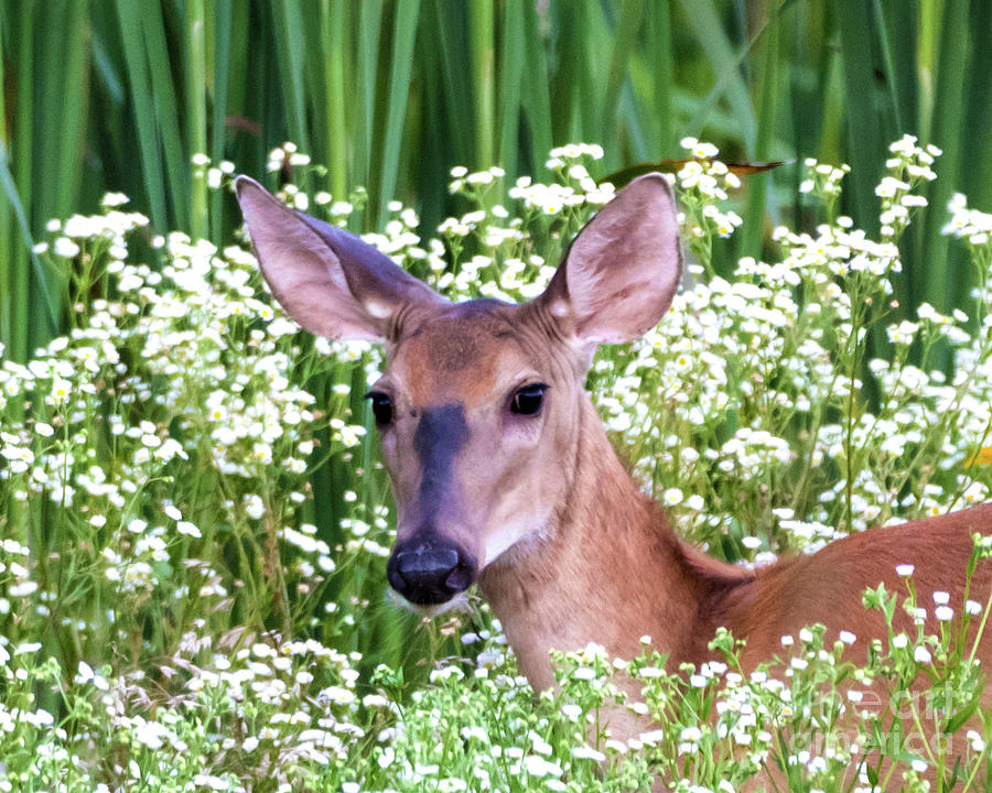 White Tailed Deer in Flowers Photograph by Tom Frisby - Fine Art America