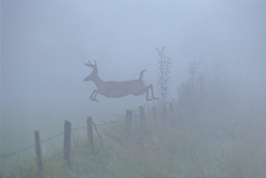 White-tailed deer in fog leaping over a fence Photograph by Michael ...