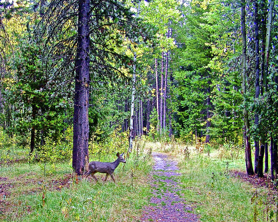 White-tailed Deer in Grand Tetons National Park, Wyoming Photograph by Ruth Hager
