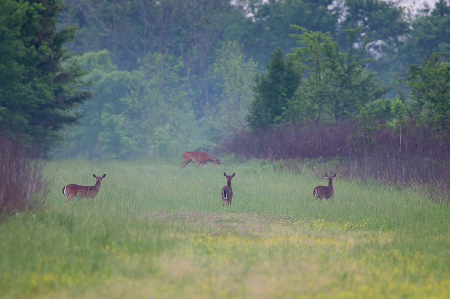 White-tailed Deer in Open Field Photograph by Ronnie Maum