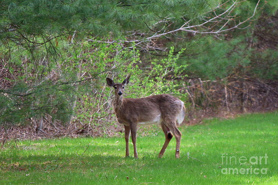 White Tailed-Deer in Pomfret Meadow Photograph by Neal Eslinger