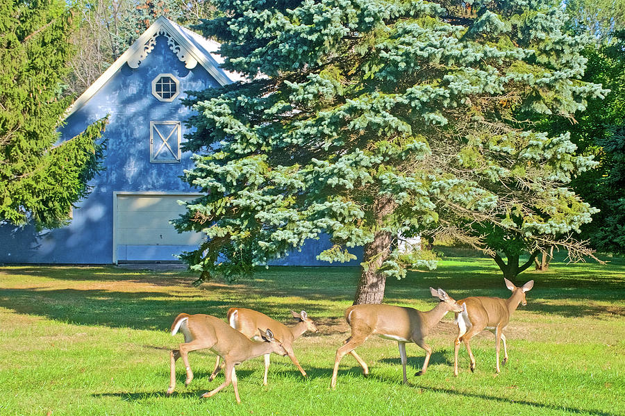 White-tailed Deer in Saugatuck, Michigan Photograph by Ruth Hager