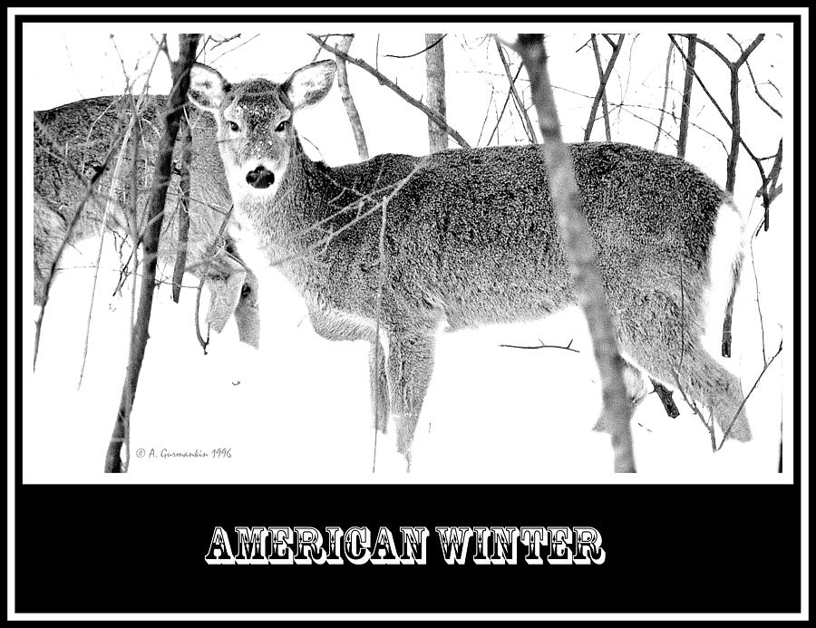 White-tailed Deer in Snowy Woods Photograph by A Macarthur Gurmankin