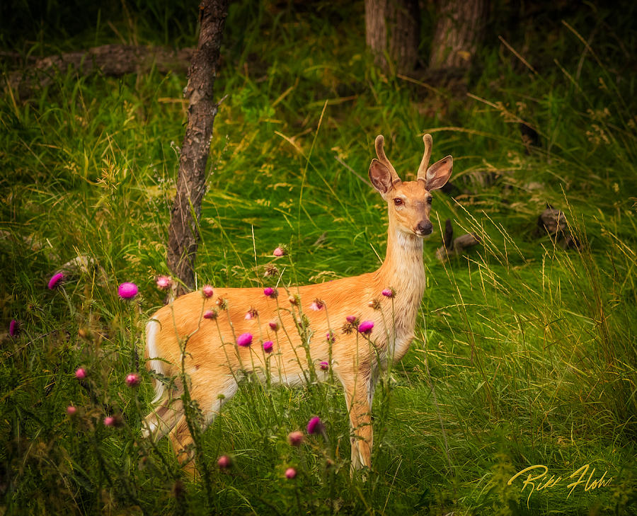 White-tailed Deer in Spring Photograph by Rikk Flohr