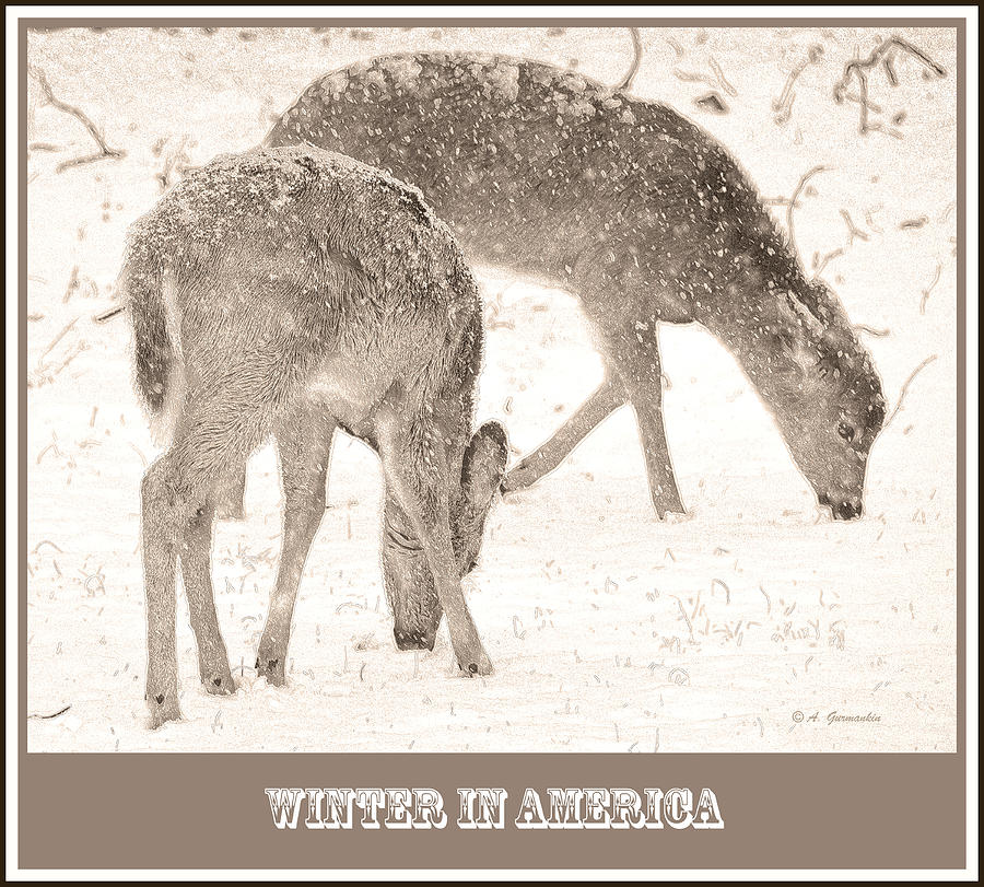 White-tailed Deer in Winter Digital Art by A Macarthur Gurmankin