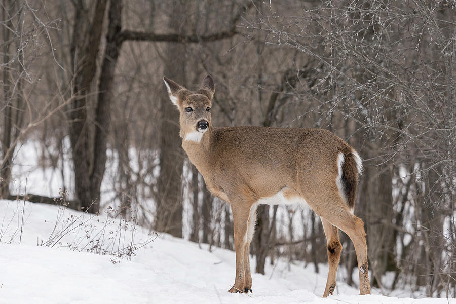 White Tailed Deer In Winter Photograph