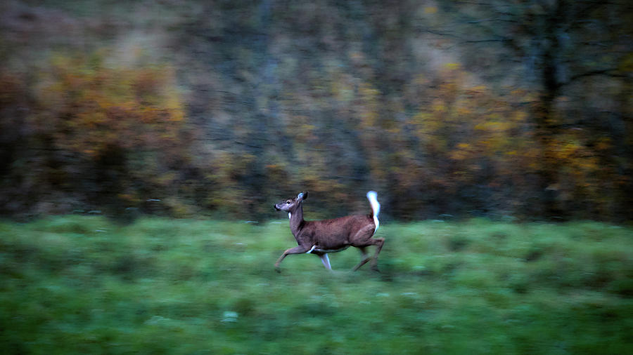 White-tailed deer Photograph by Jouko Lehto