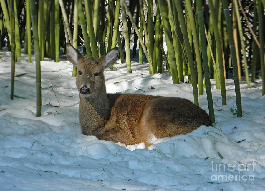 White-tailed Deer Just Chillin Photograph