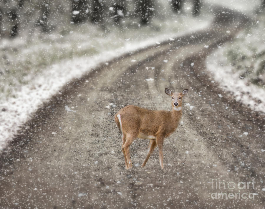 White Tailed Deer Photograph