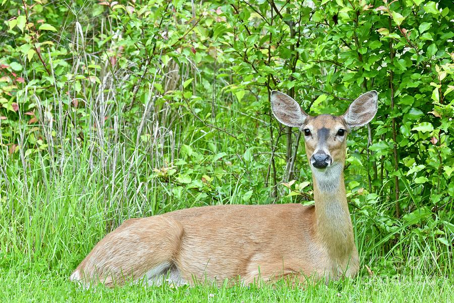 White-tailed deer laying on the edge of a field Photograph by JL Images ...