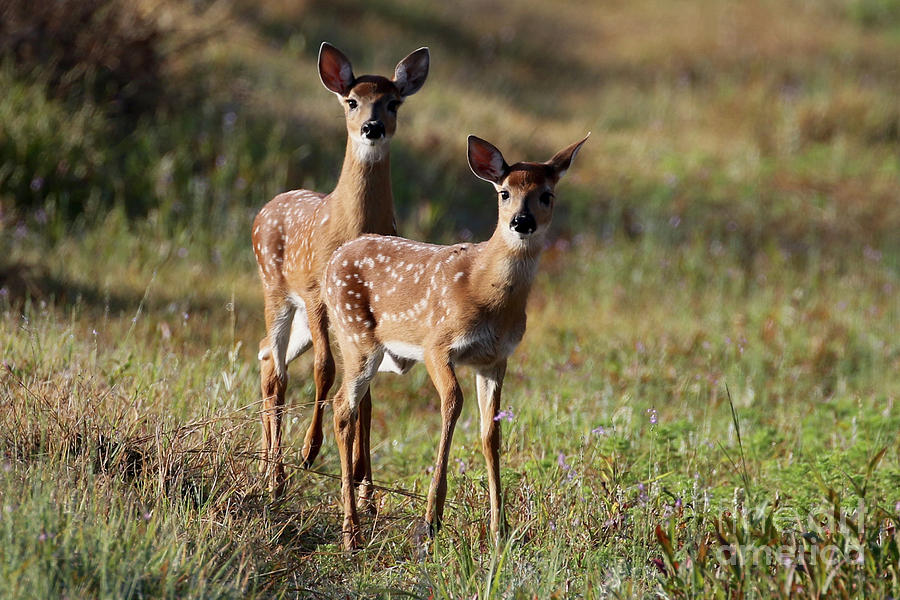 White-tailed Deer Photograph by Meg Rousher