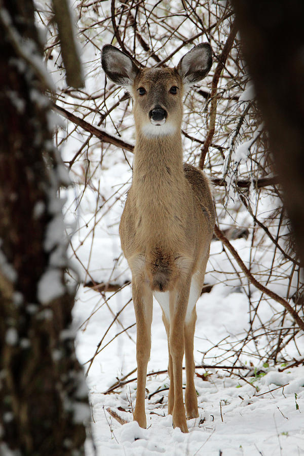 White Tailed Deer Mt Sinai New York Photograph by Bob Savage