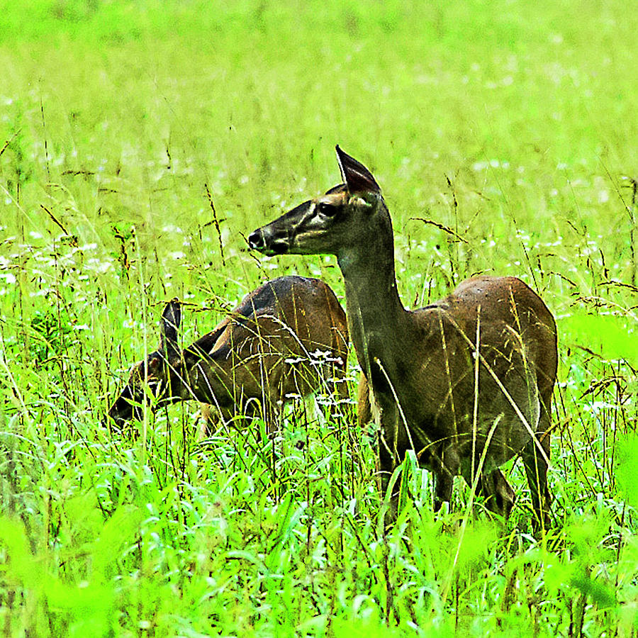 White-tailed Deer Photograph - White-tailed Deer by Norman Johnson White-tailed Deer Photograph - White-tailed Deer by Norman Johnson
