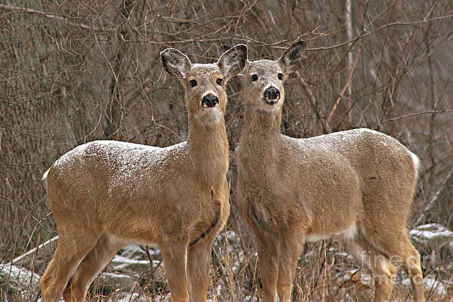 White-tailed Deer Pair Peering Out From Snowstorm Photograph by Max Allen