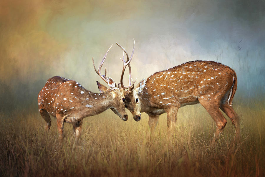 White-tailed Deer Fight Digital Art